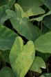 Colocasia 'Limeade'